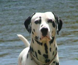 пазл Далматинских собака с кожи покрыты пятнами